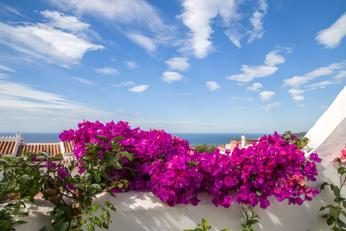 Vibrant Bougainvillea by the Sea