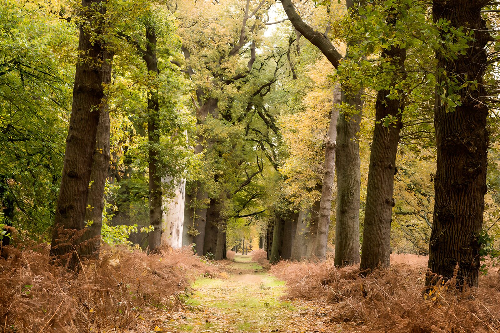 OCCOM6571215: Tranquil Autumn Forest Path