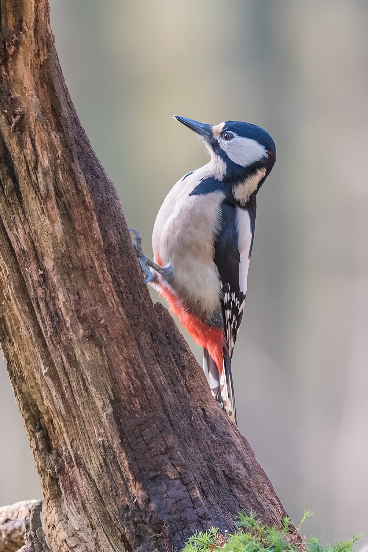 Striking Woodpecker on a Tree