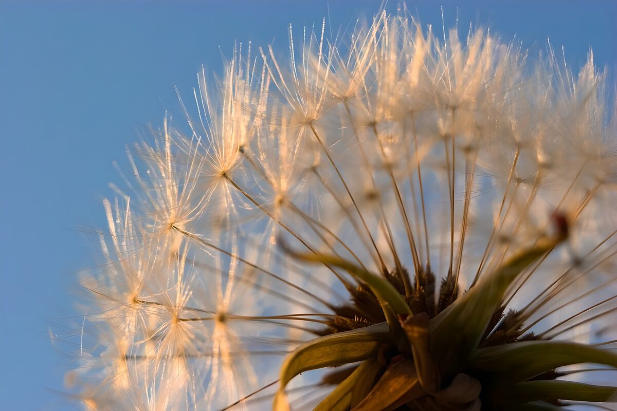 Delicate Dandelion Seeds in the Breeze
