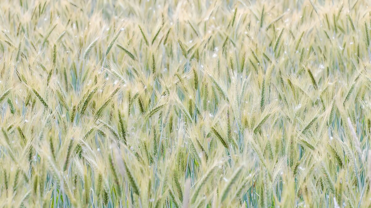 Lush Green Wheat Field at Dawn