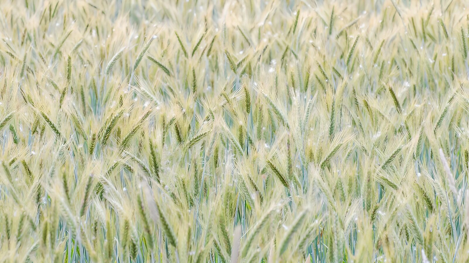 OCCOM3480891: Lush Green Wheat Field at Dawn