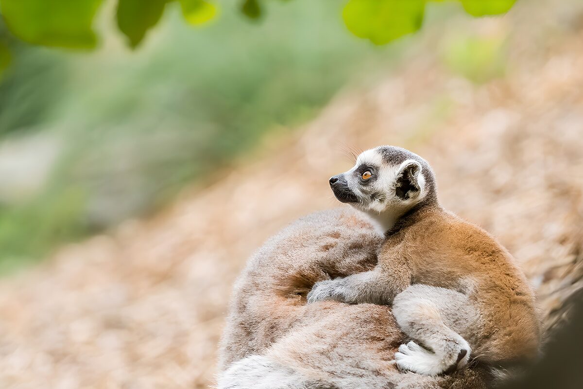 Lemur Joy: A Playful Duo