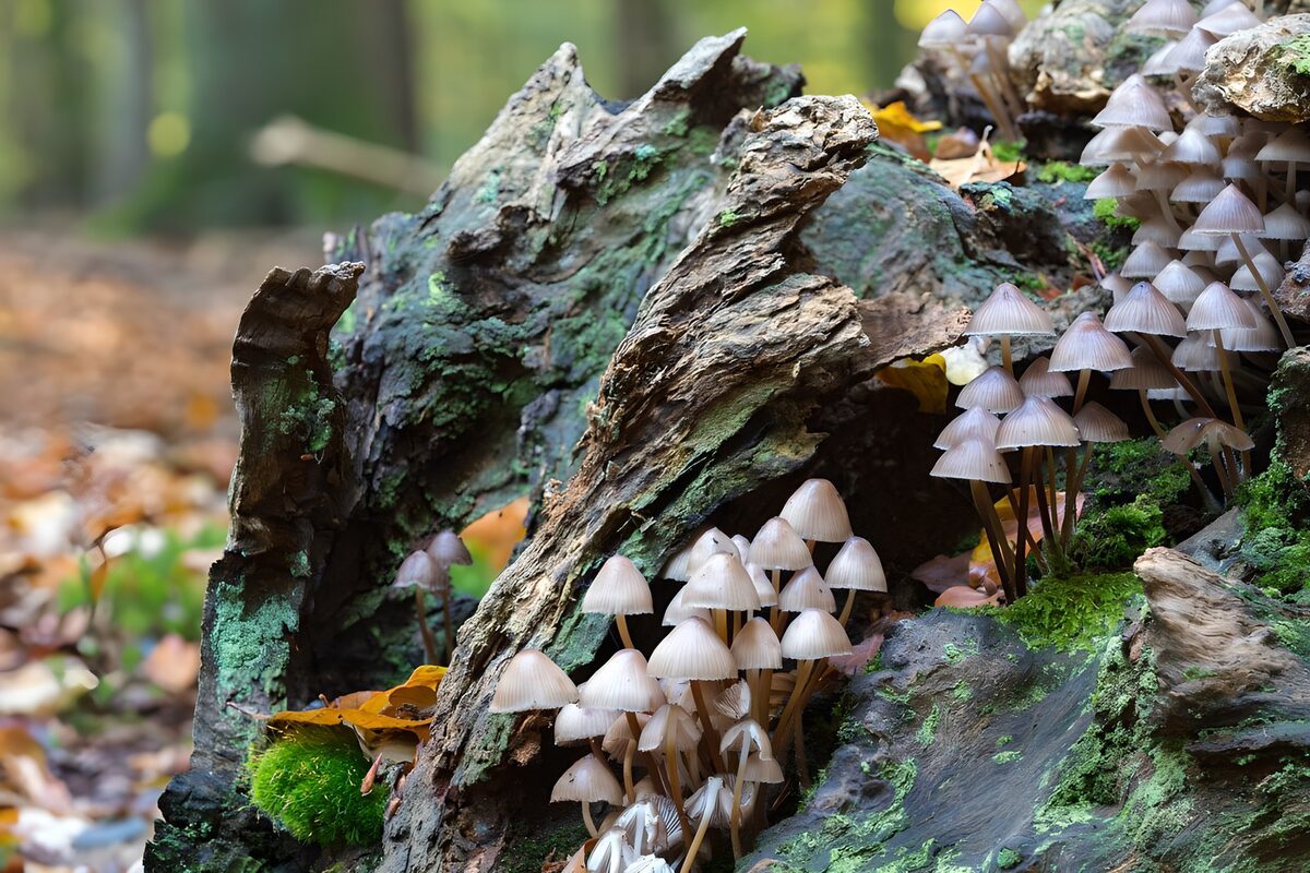 Enchanted Forest Fungi