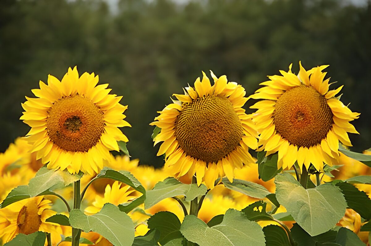Radiant Sunflower Trio in Bloom