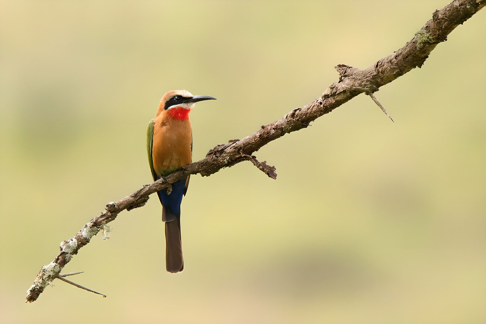 OCCOM7196833: Colorful Bird Perched on a Branch