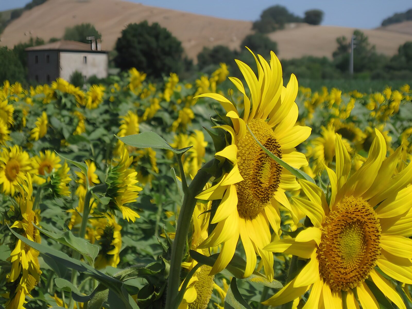 OCCOM9056729: Vibrant Sunflower Field Under Clear Sky