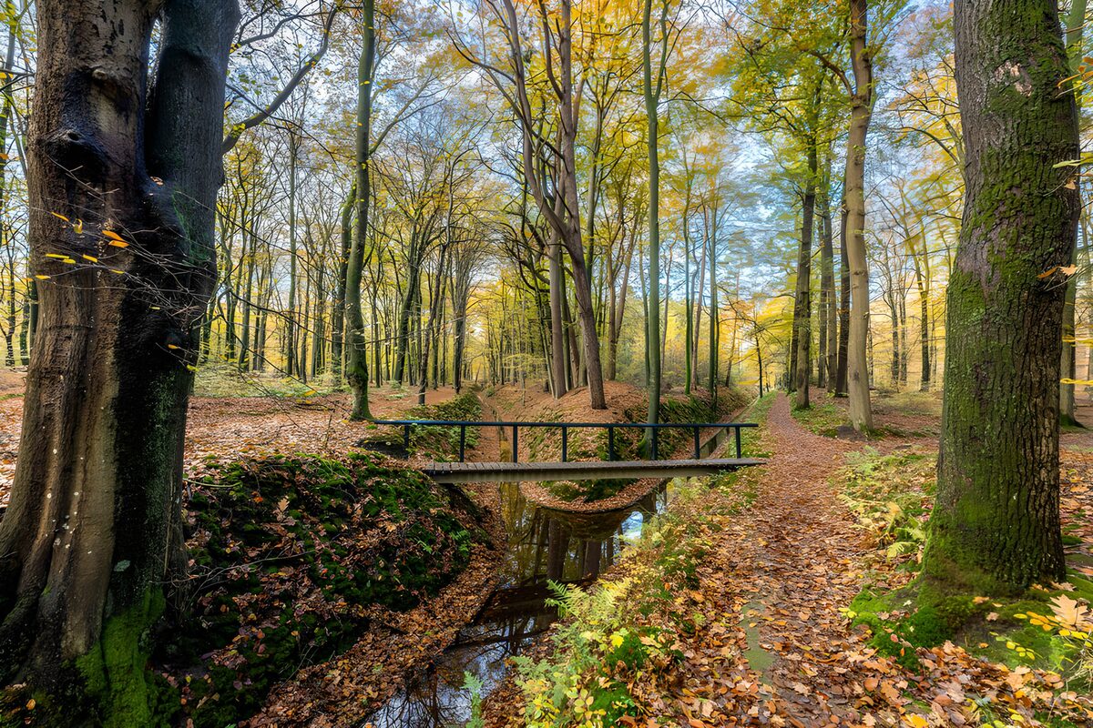 Tranquil Autumn Pathway in a Forest