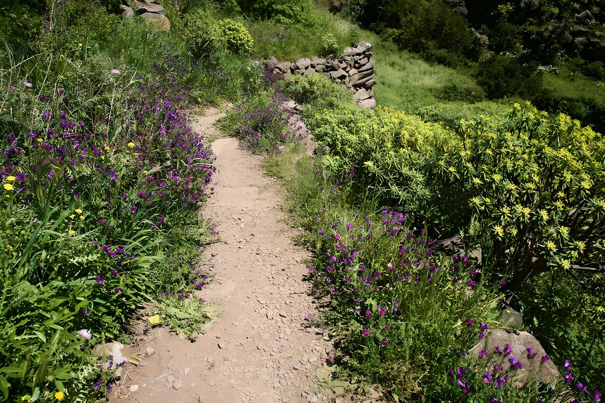 Scenic Floral Pathway in Nature