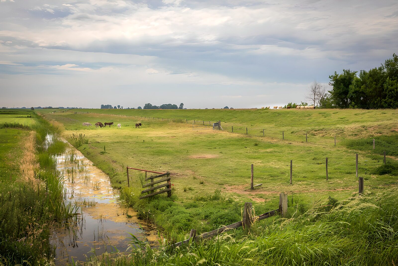 OCCOM6749137: Tranquil Pasture with Grazing Horses