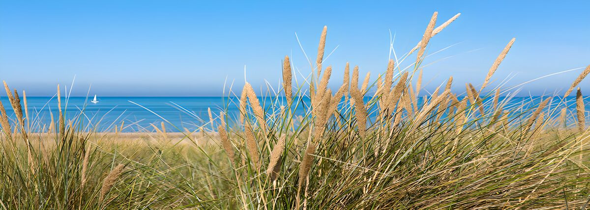 OCCOM2948237: Tranquil Shoreline Breeze
