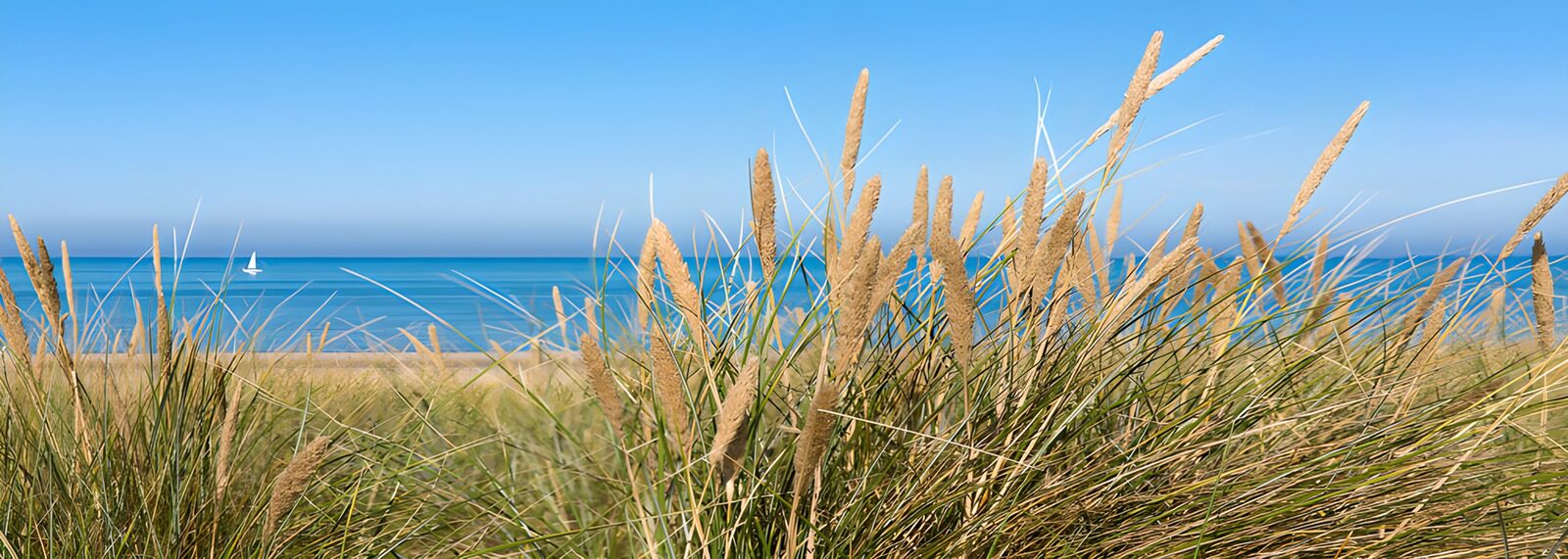 OCCOM2948237: Tranquil Shoreline Breeze