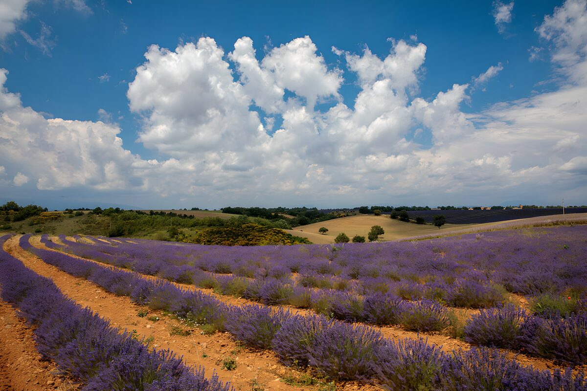 Lavender Fields Under a Blue Sky
