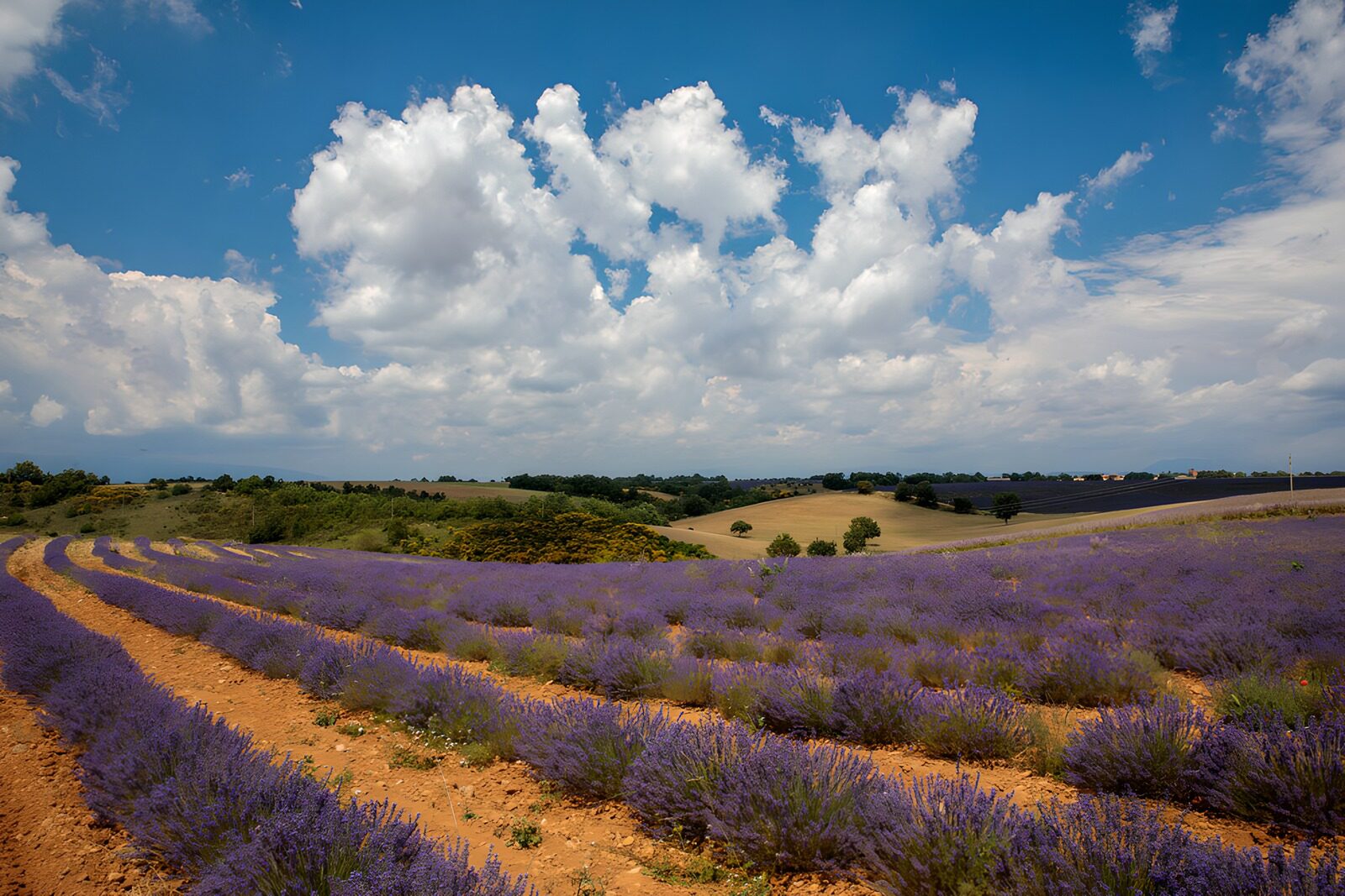 OCCOM7535624: Lavender Fields Under a Blue Sky