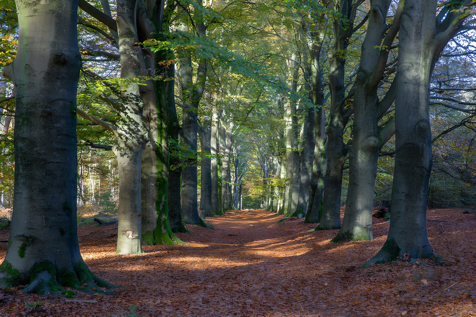 OCCOM7029741: Tranquil Autumn Pathway