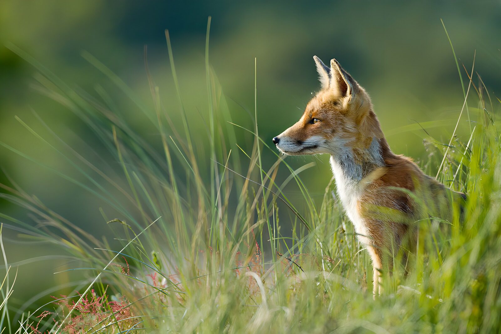OCCOM3983337: Majestic Fox in Its Natural Habitat