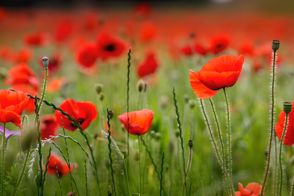 OCCOM4461277: Vibrant Poppy Field in Bloom