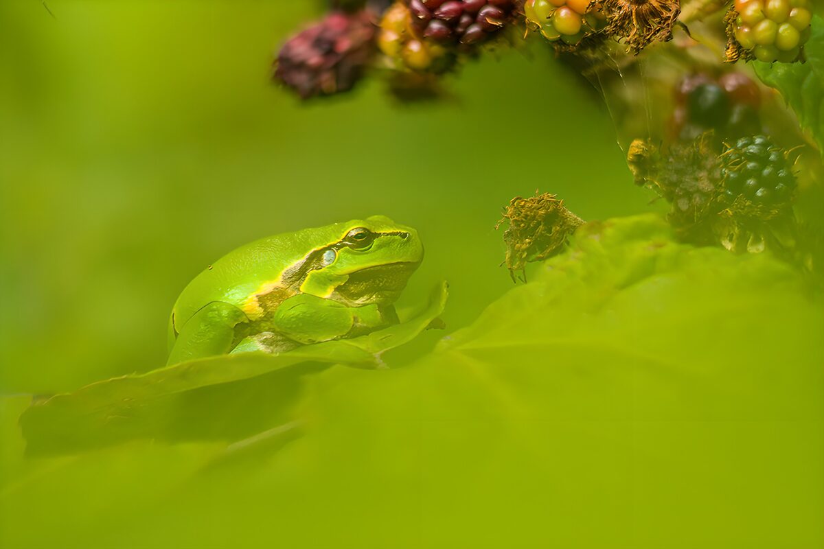 OCCOM6684297: Green Frog Camouflaged in Foliage