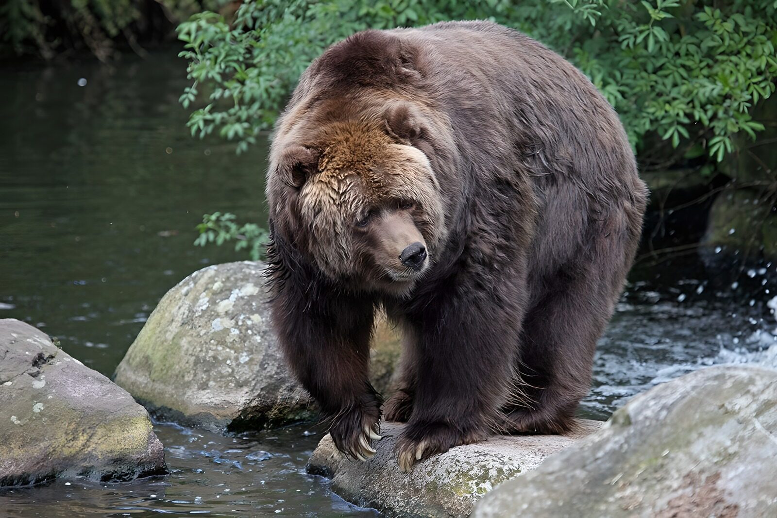 OCCOM8117811: Grizzly Bear by the Water's Edge