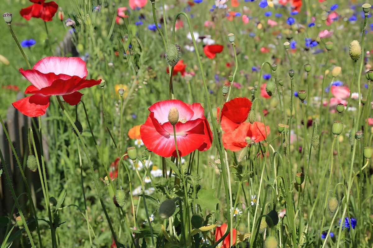 OCCOM3356040: Vibrant Flower Meadow in Full Bloom