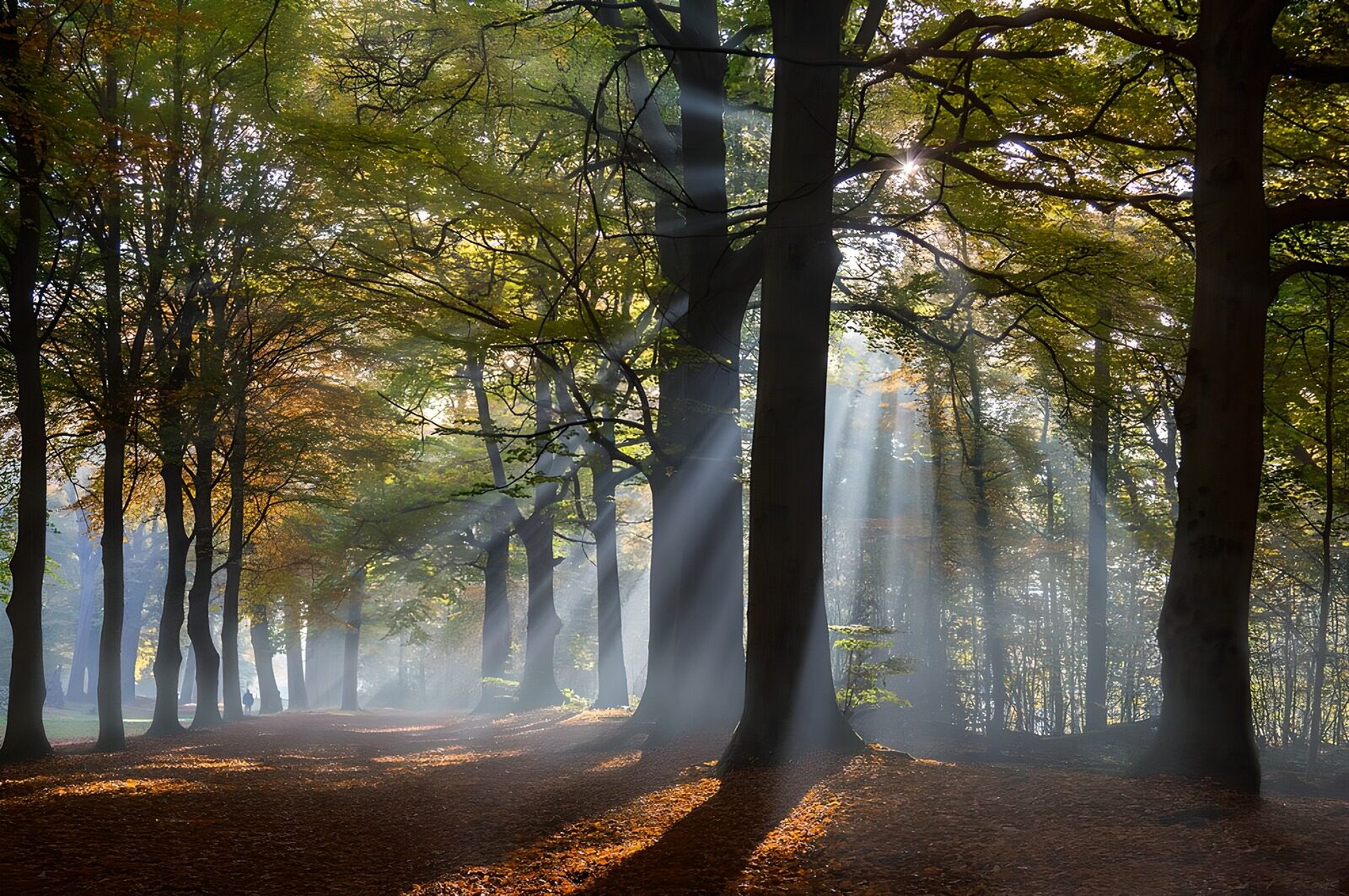 OCCOM3820697: Enchanted Autumn Forest Light