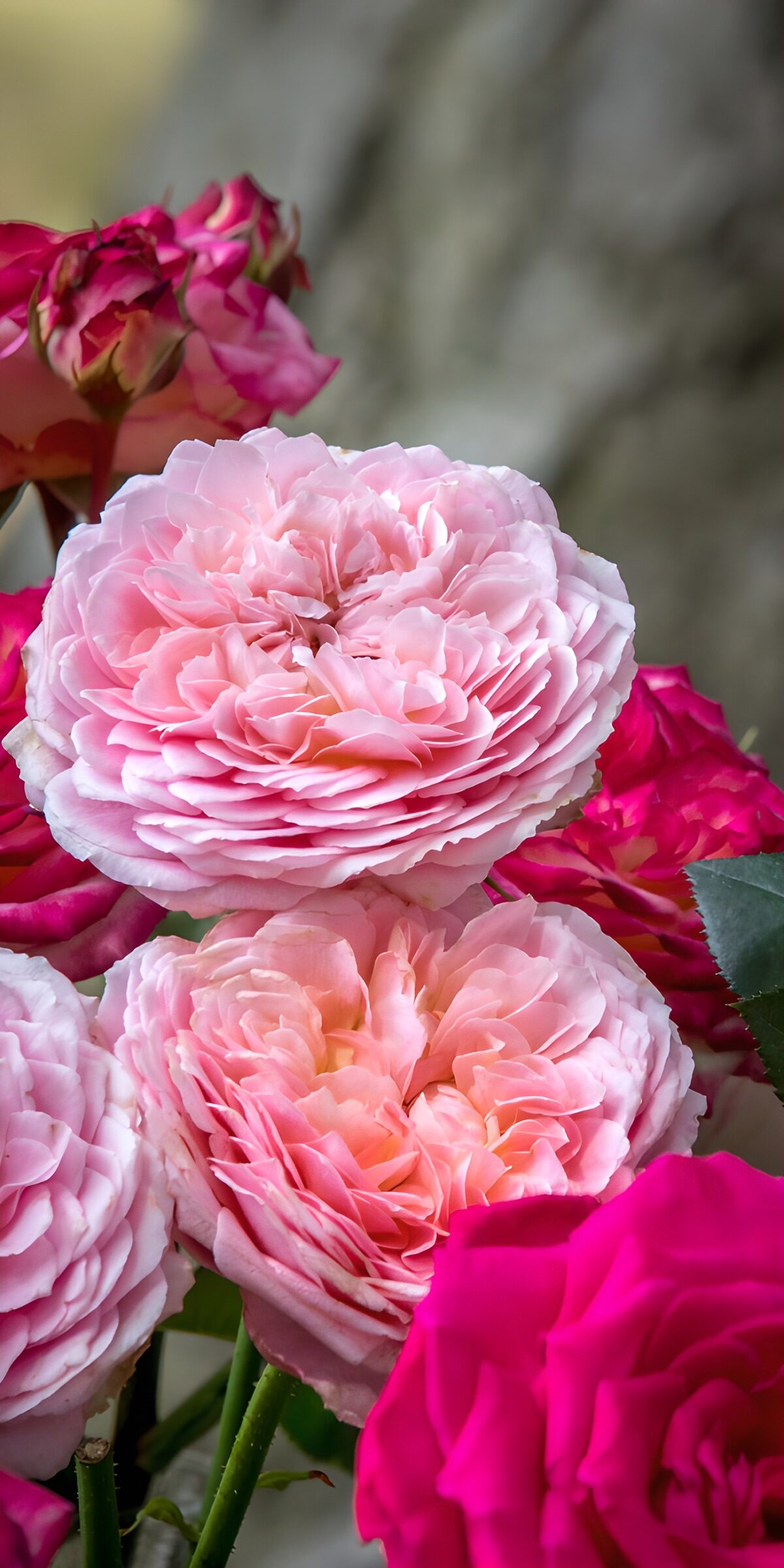 OCCOM6703110: Pink Blossoms in Full Bloom