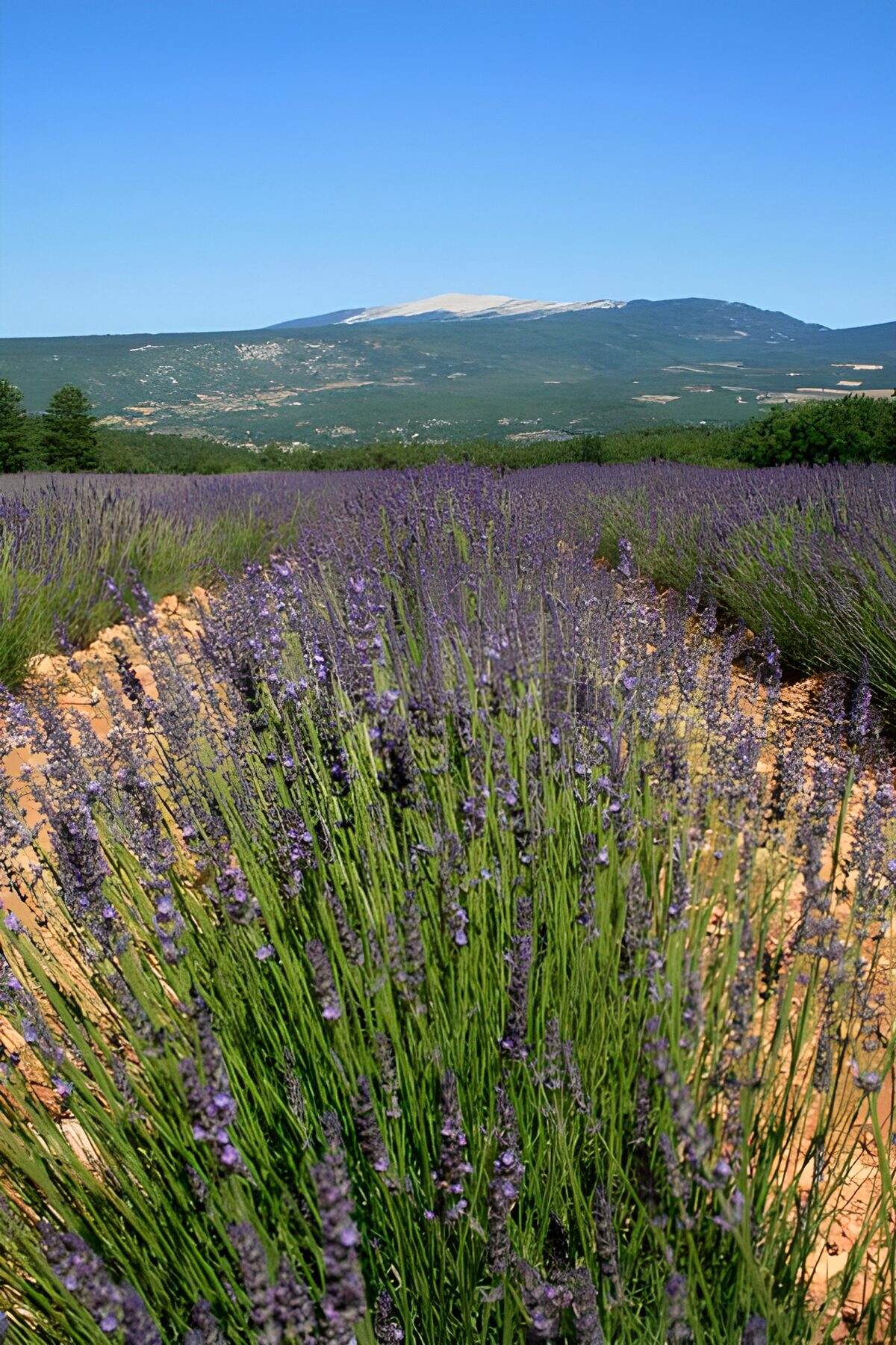 OCCOM2495218: Lavender Fields Under Blue Skies