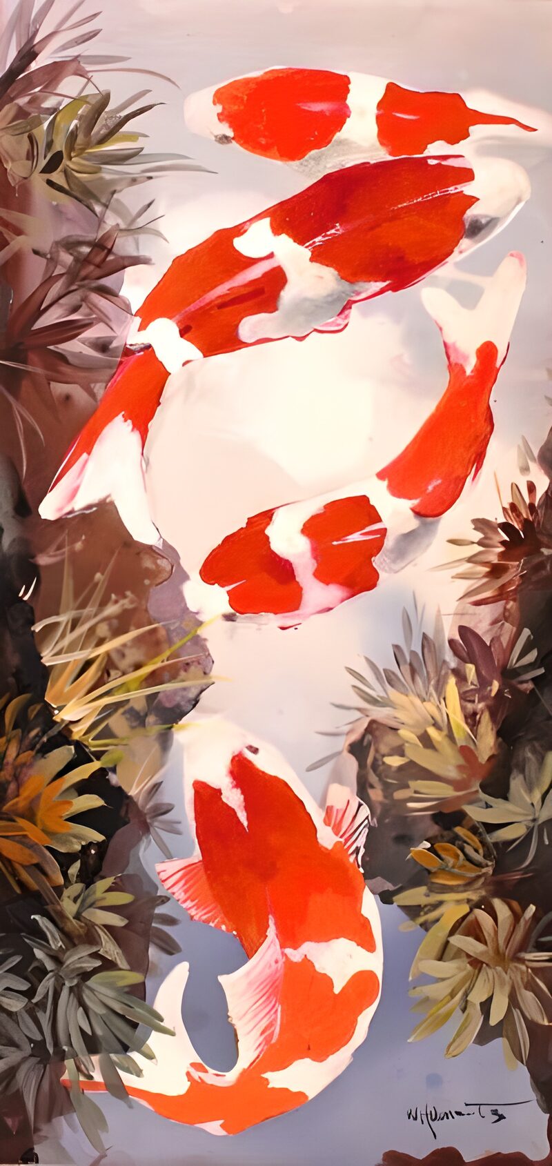 OCCOM7557598: Graceful Koi in Tranquil Waters