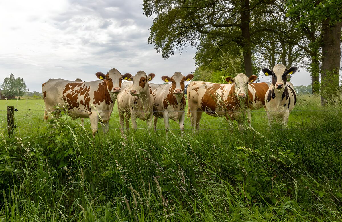 Curious Cows in a Lush Meadow
