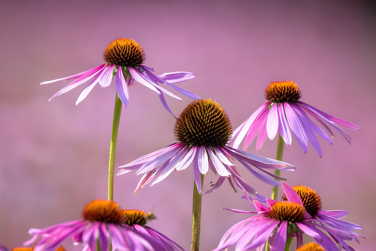 OCCOM5732069: Lavender Petals Under a Soft Pink Sky