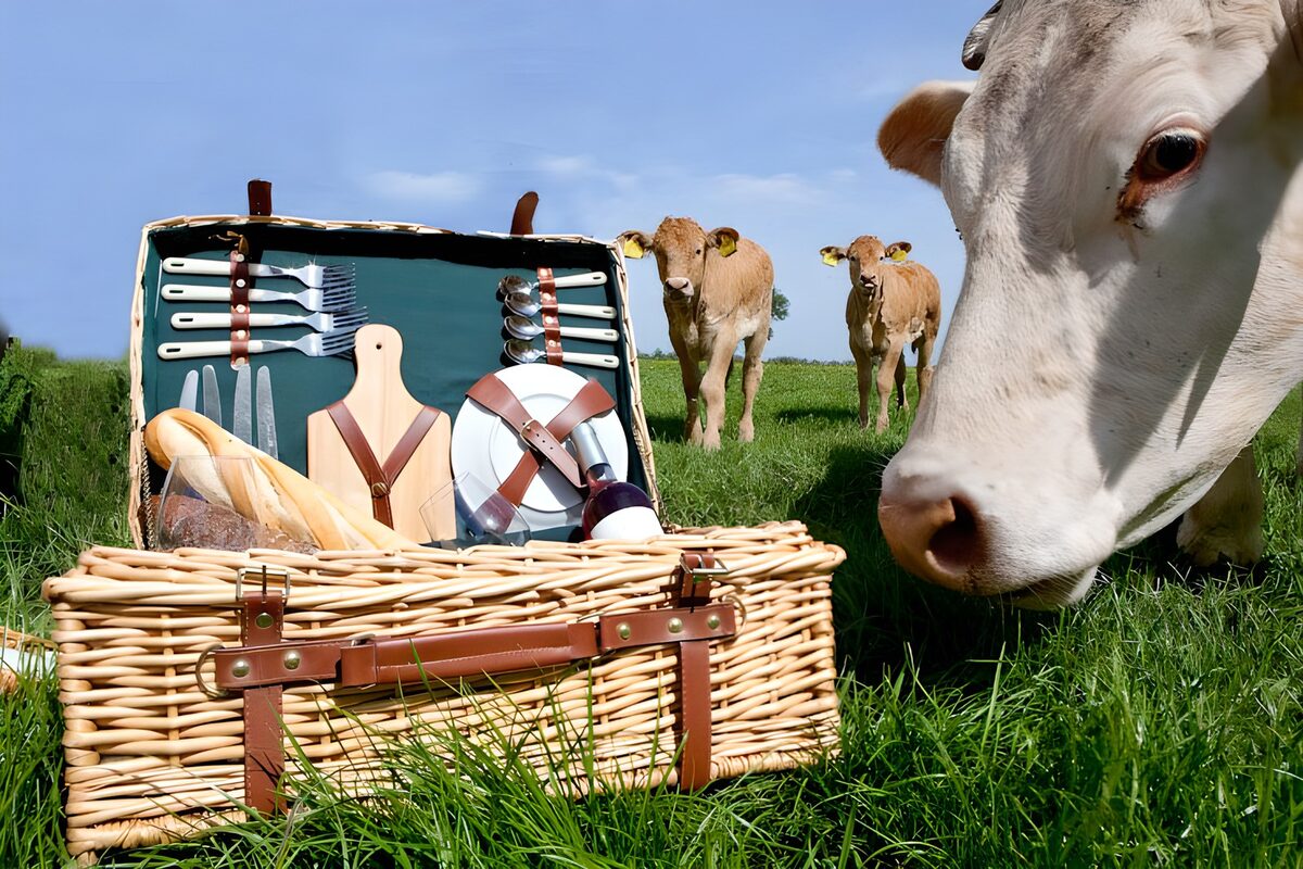 Picnic Basket Surprise with Cows