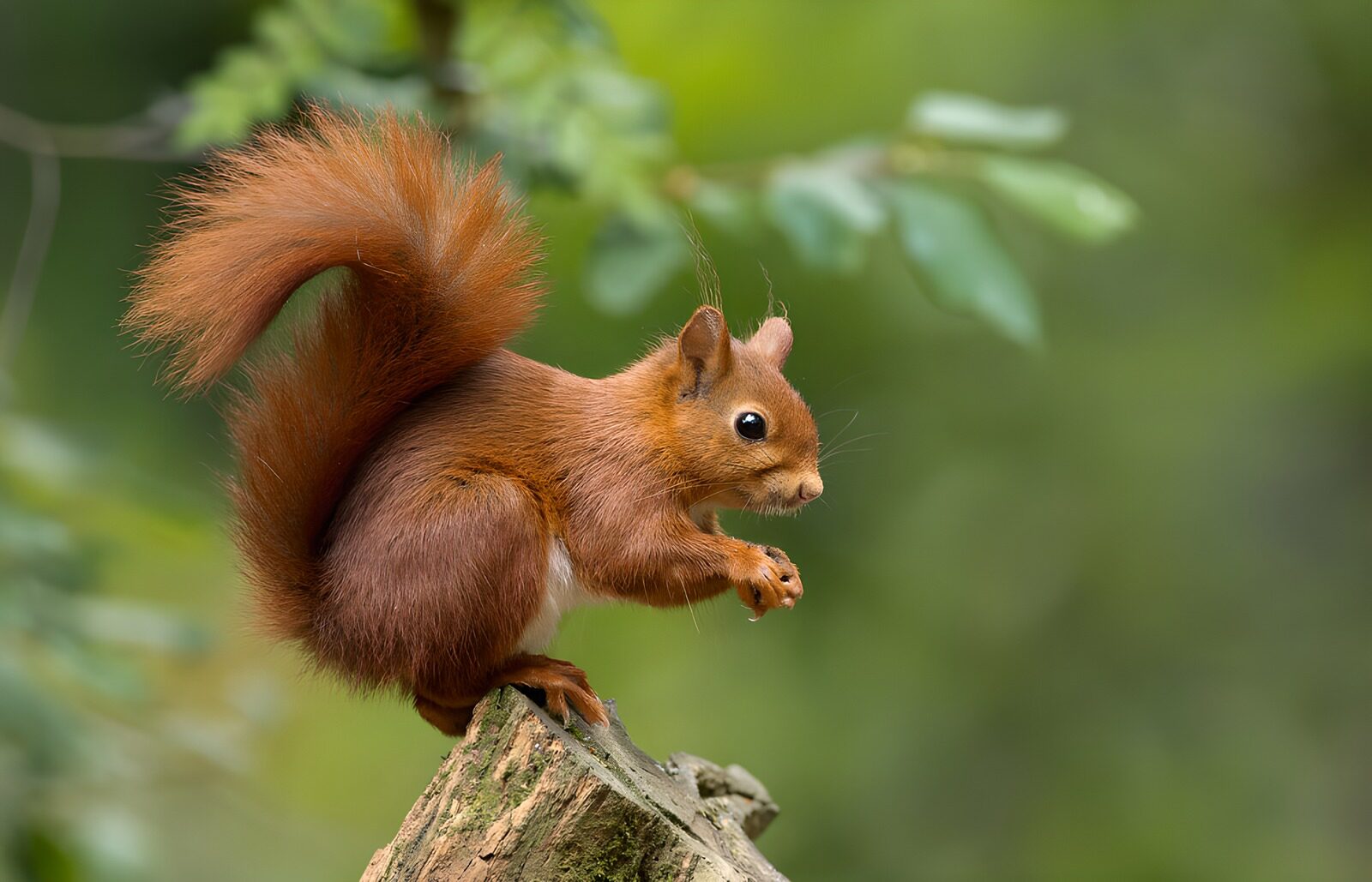 OCCOM9566098: Playful Red Squirrel on a Log