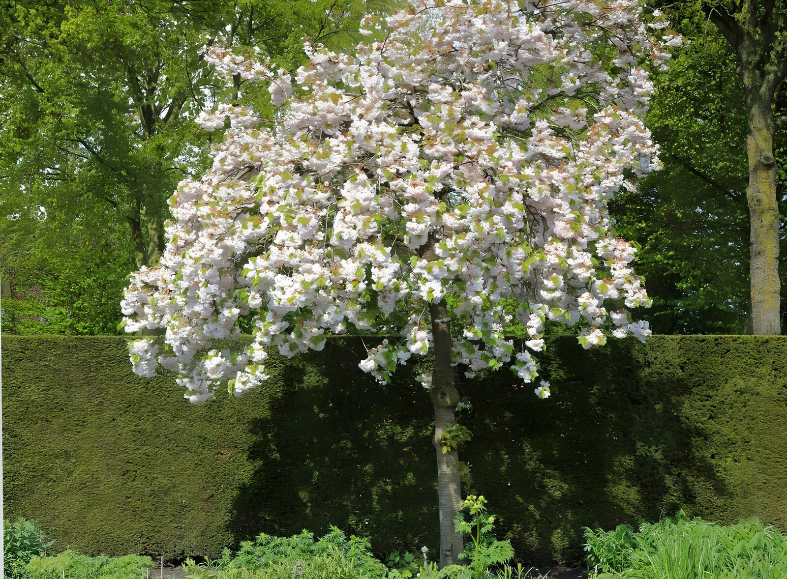 OCCOM4715533: Blossoming Cherry Tree in Spring