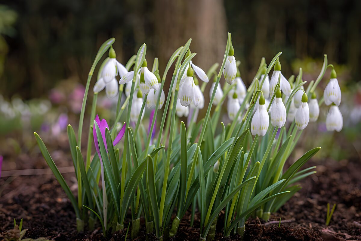 OCCOM7565357: : Delicate Snowdrops in Bloom