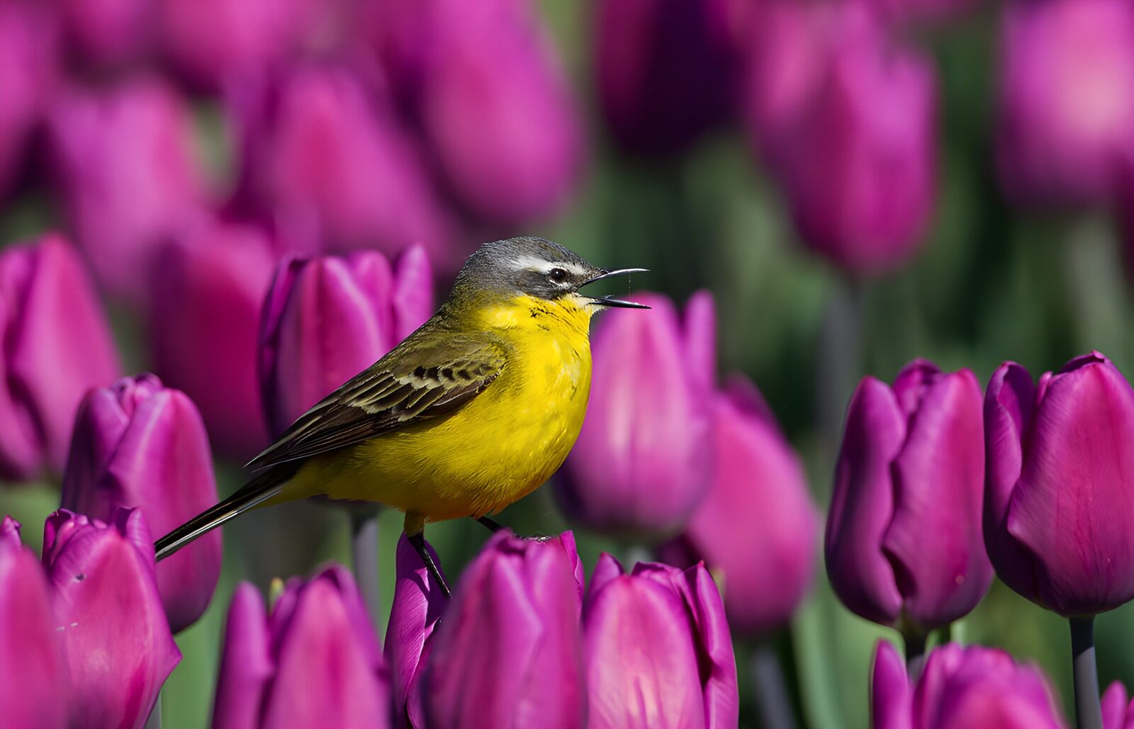 OCCOM5990735: Singing Bird Among Purple Tulips