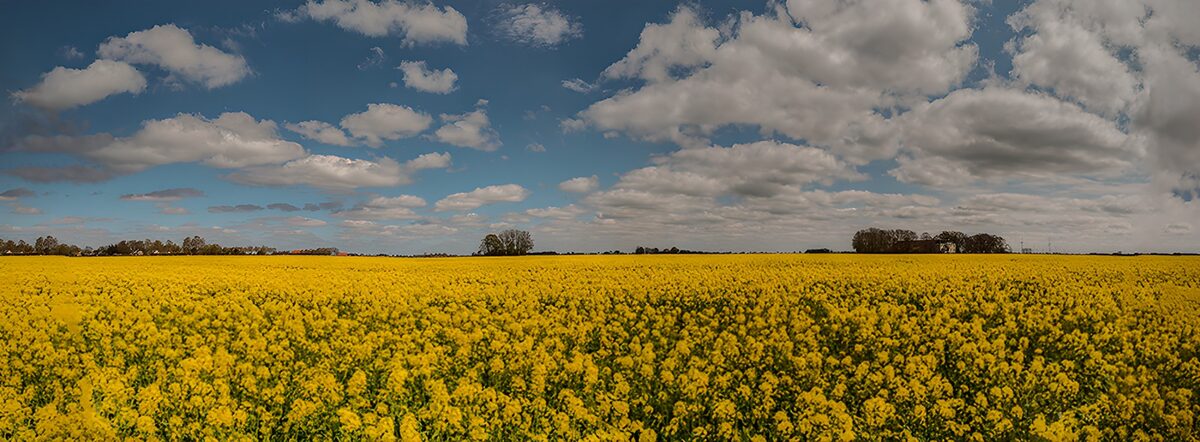Bright Yellow Canola Field Under Blue Sky