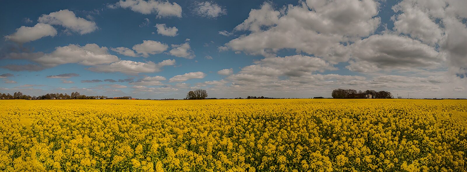 OCCOM7772904: Bright Yellow Canola Field Under Blue Sky