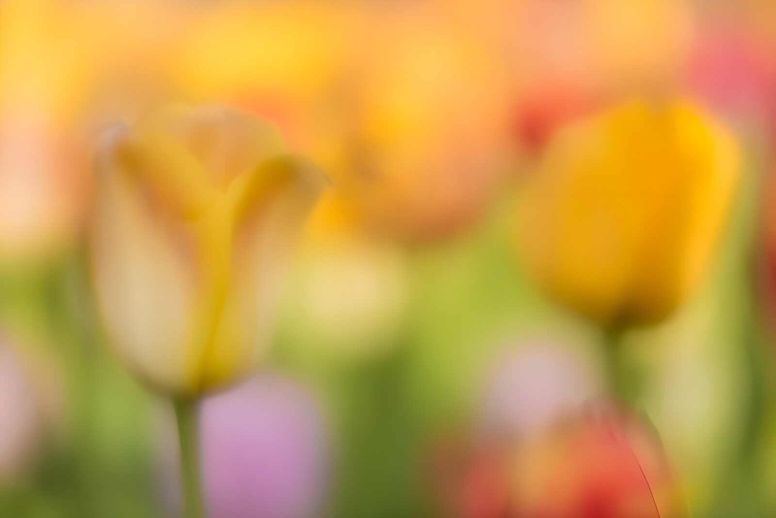 OCCOM2386712: Blurred Tulips in Spring Colors