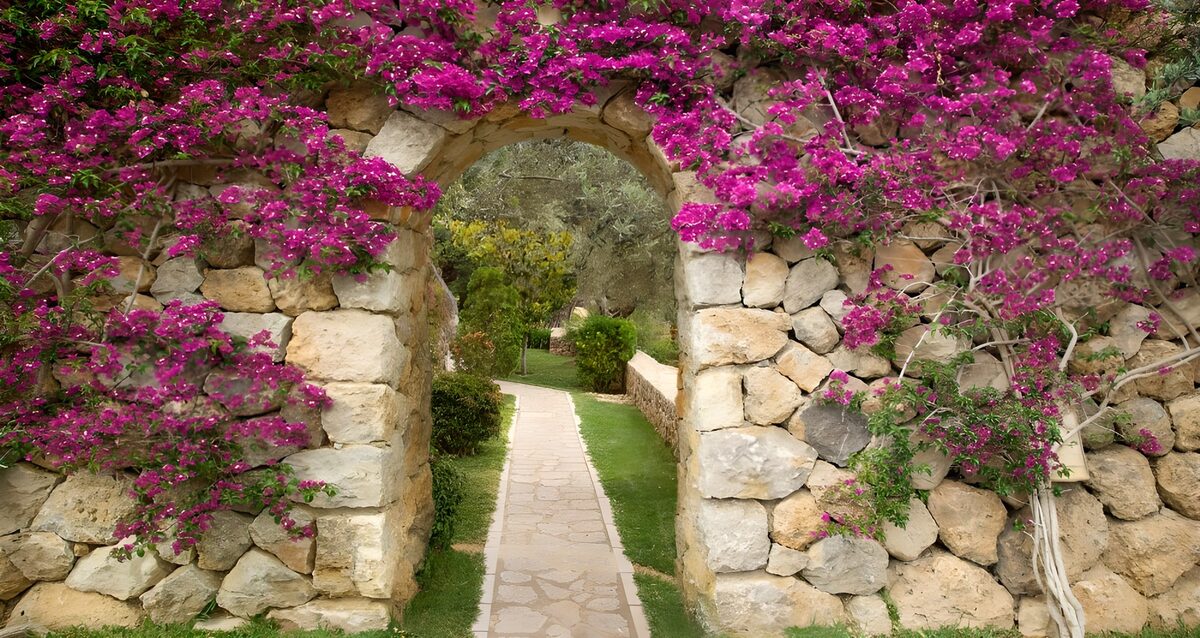 OCCOM3313764: Vibrant Archway of Bougainvillea Blossoms