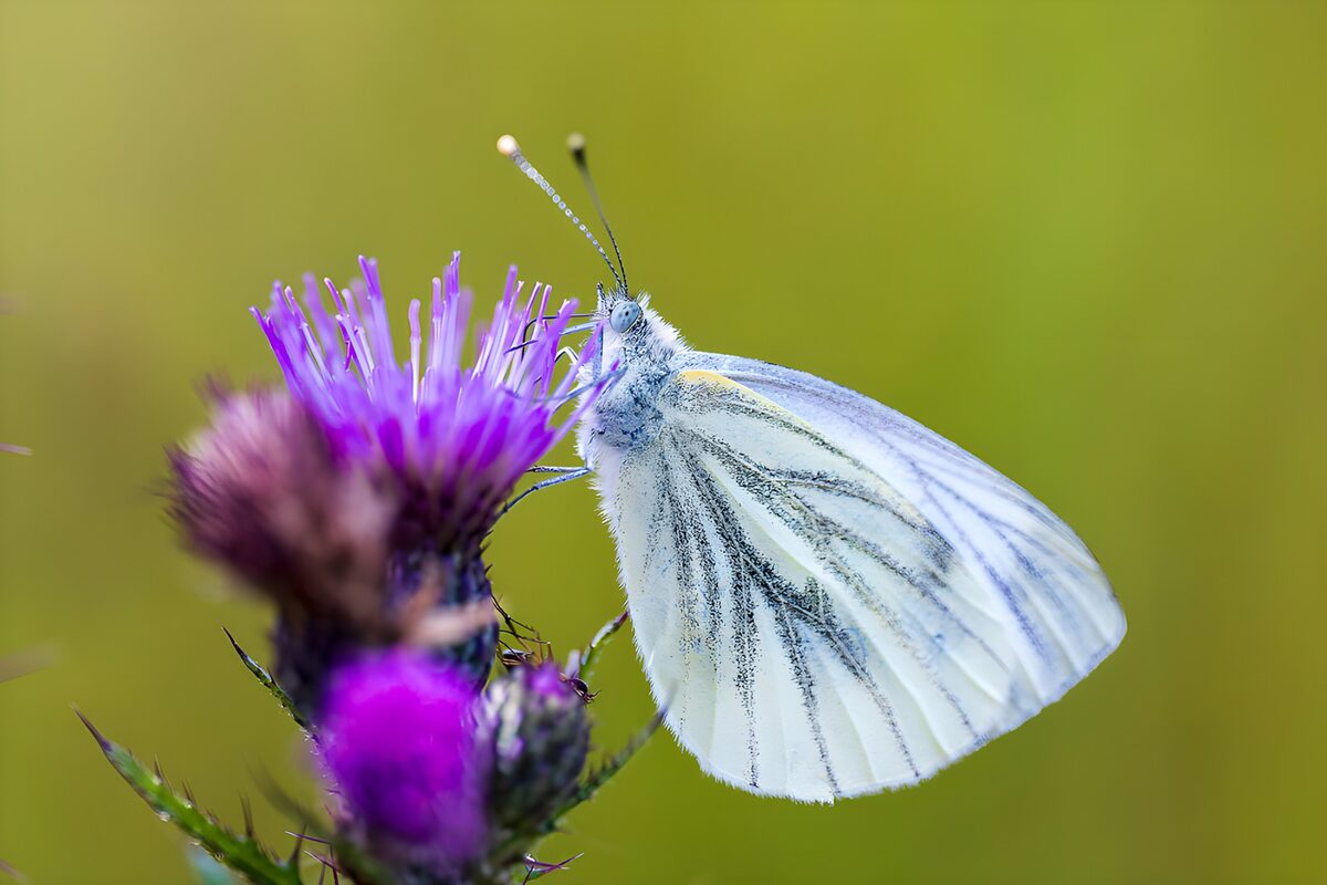 Delicate Butterfly on Purple Bloom