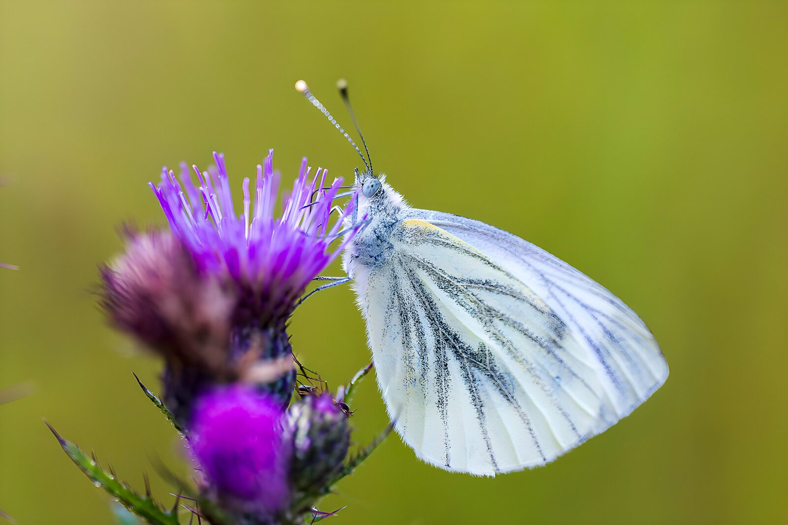 OCCOM5808088: Delicate Butterfly on Purple Bloom