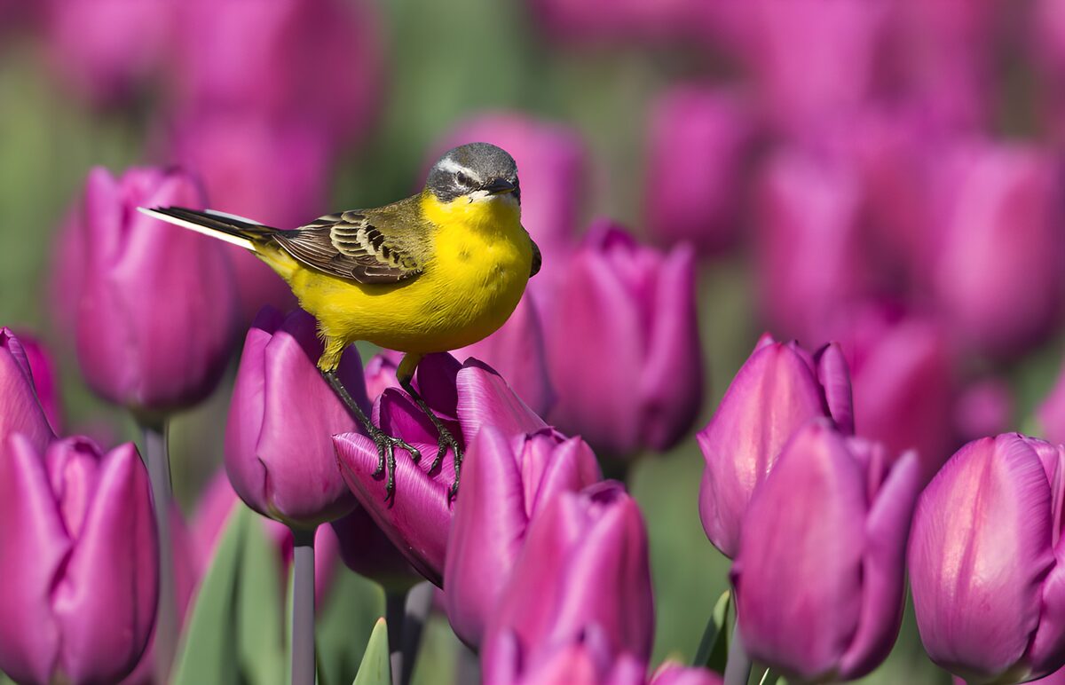 OCCOM6656890: Yellow Bird Among Vibrant Tulips