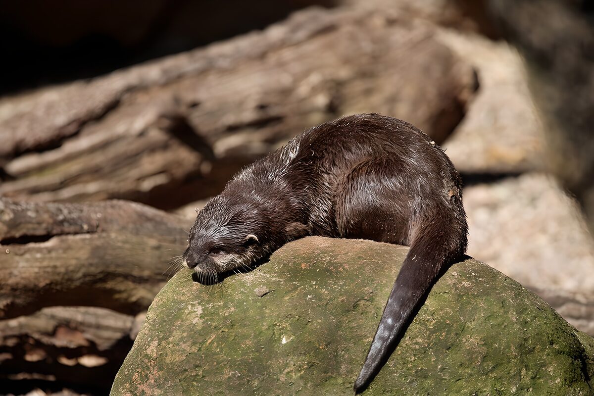 Relaxing Otter on a Rock