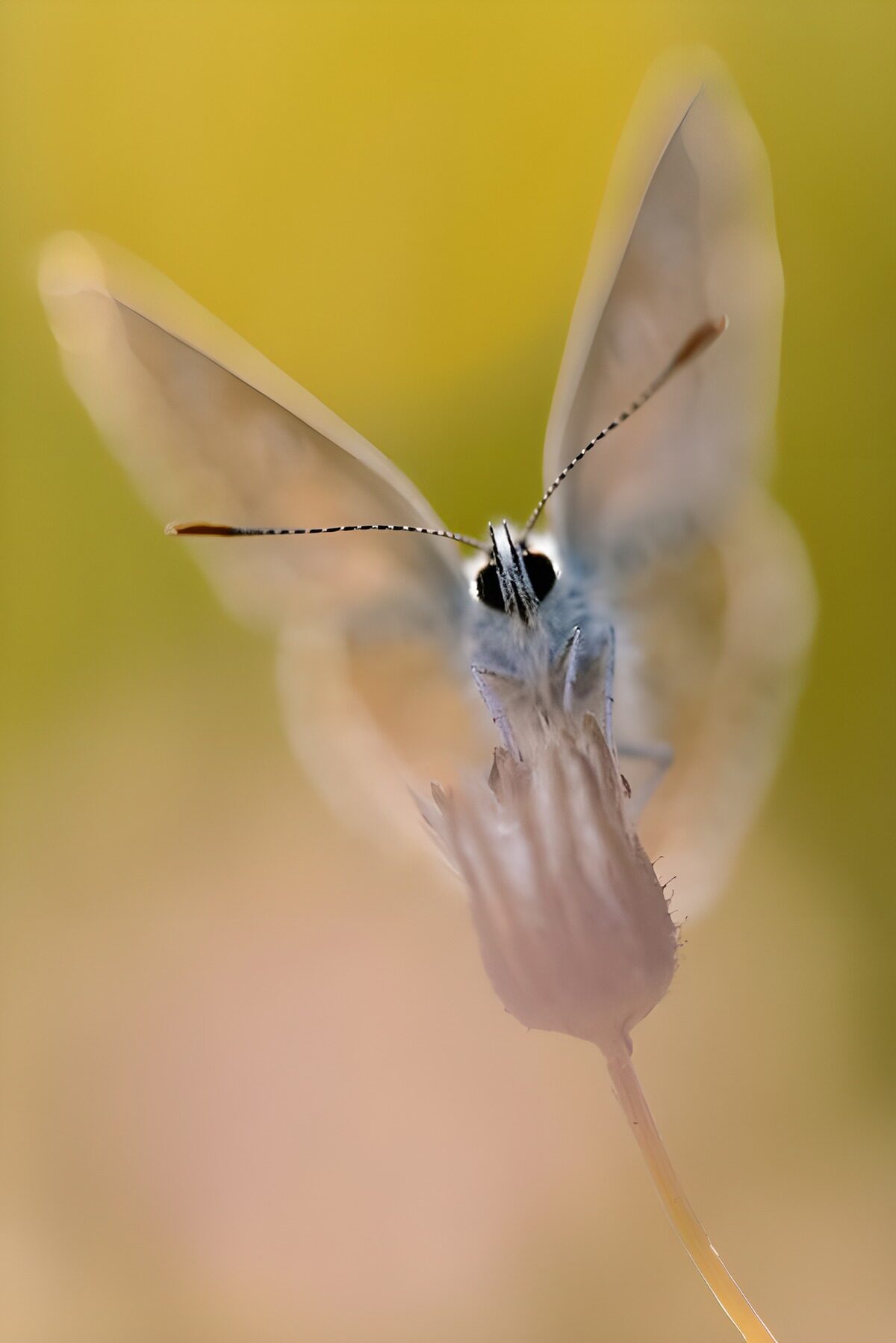 Delicate Butterfly at Dawn