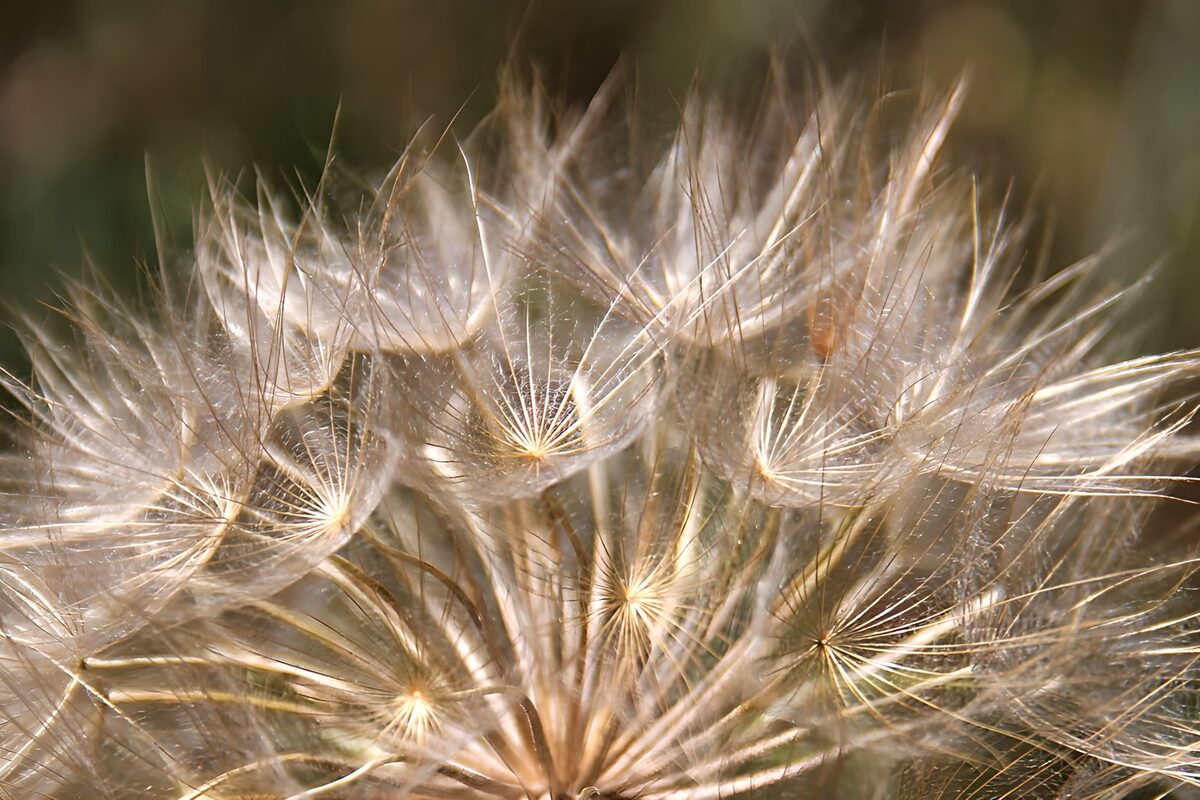 Delicate Seeds in Nature's Breeze