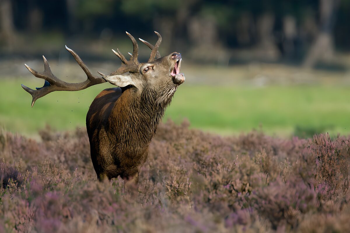 OCCOM3782462: Majestic Stag in the Wild