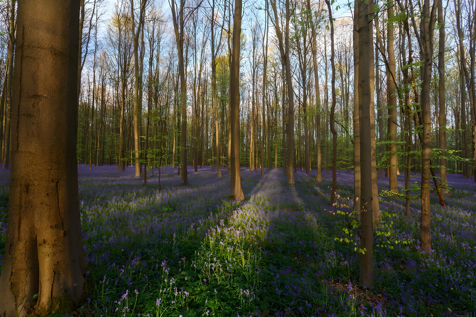 OCCOM4050646: Enchanted Bluebell Forest