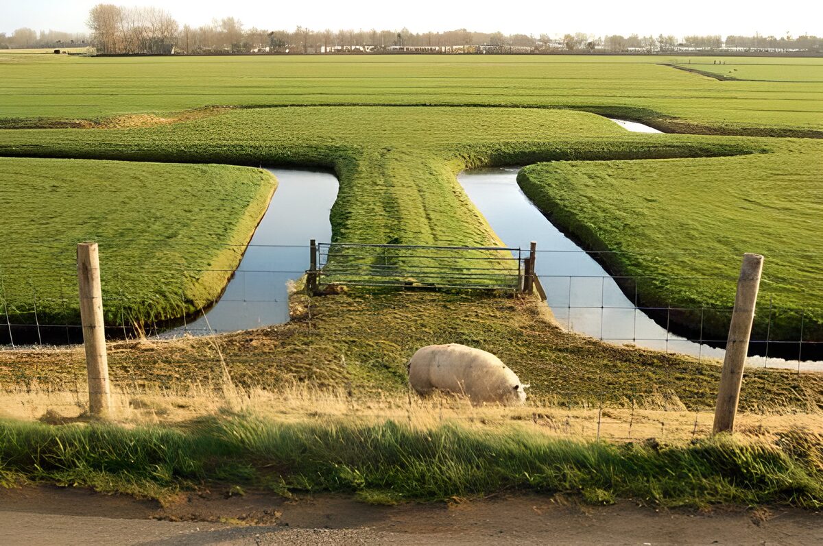 Tranquil Fields with a Pig