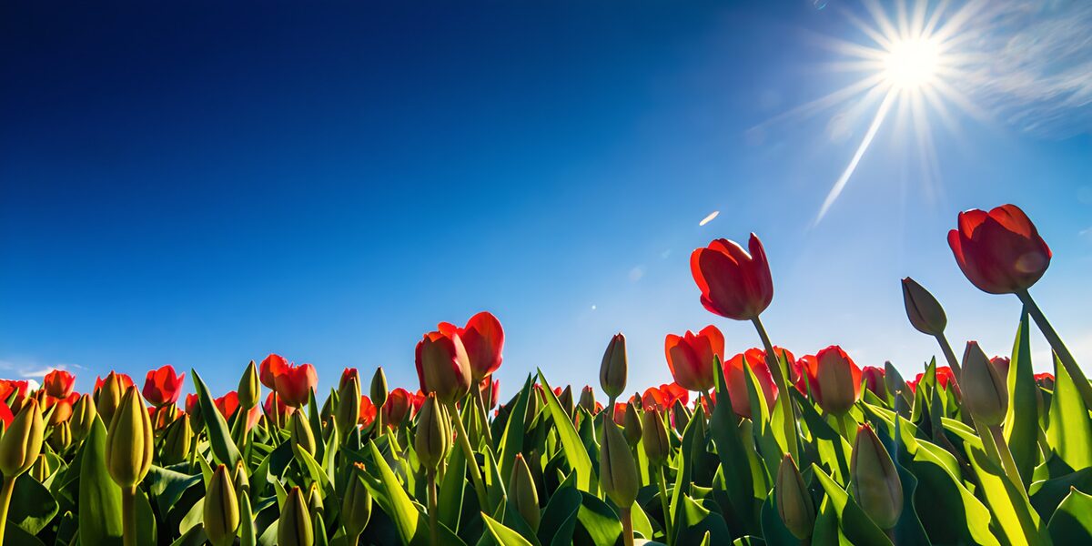 Radiant Tulip Field Under a Bright Sky
