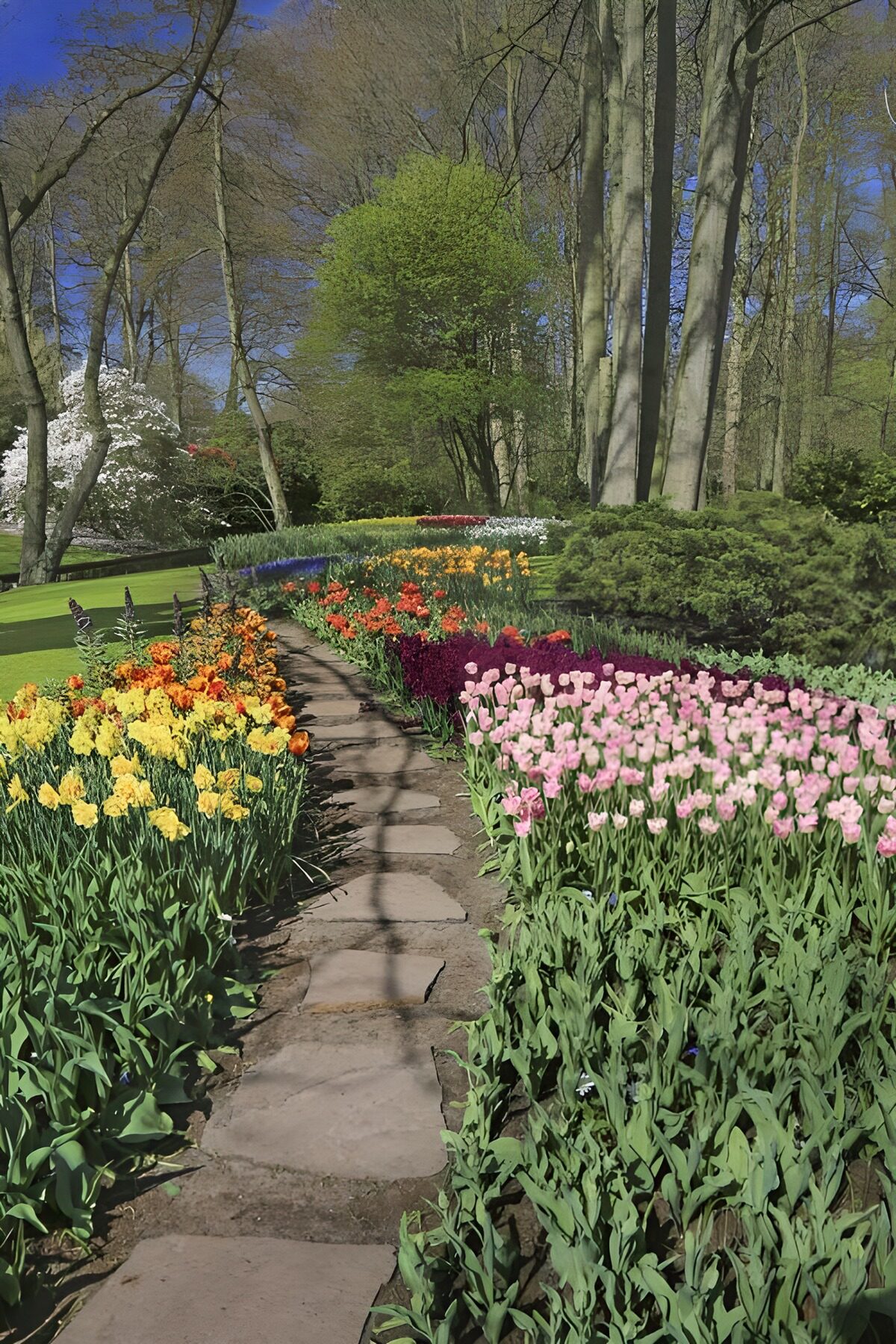 OCCOM1075045: Colorful Garden Pathway in Bloom
